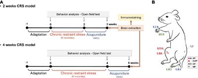 Effects of Acupuncture on Chronic Stress-Induced Depression-Like Behavior and Its Central Neural Mechanism